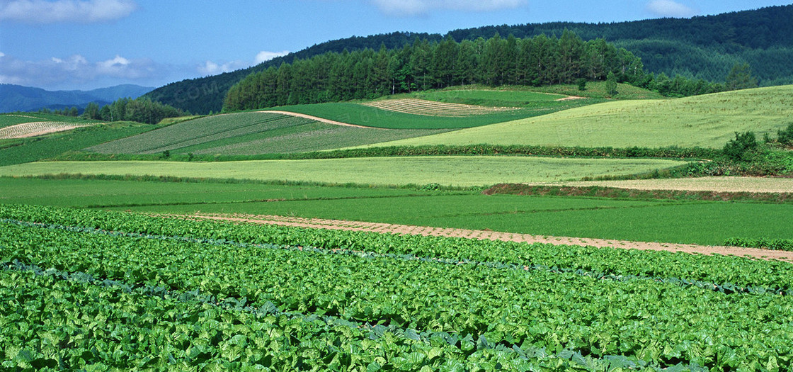 农田良田菜园茶园种植作物大自然淘宝背景