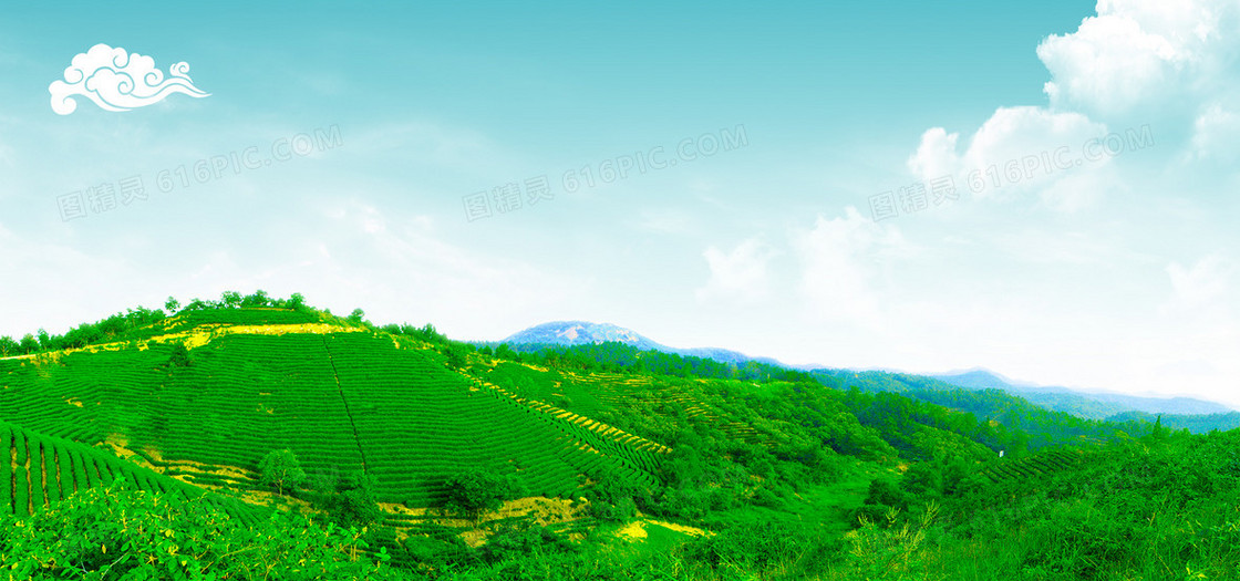 茶山茶园绿色生态风景图片