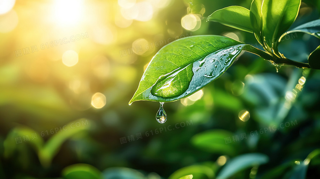 绿色植物小清新水滴背景