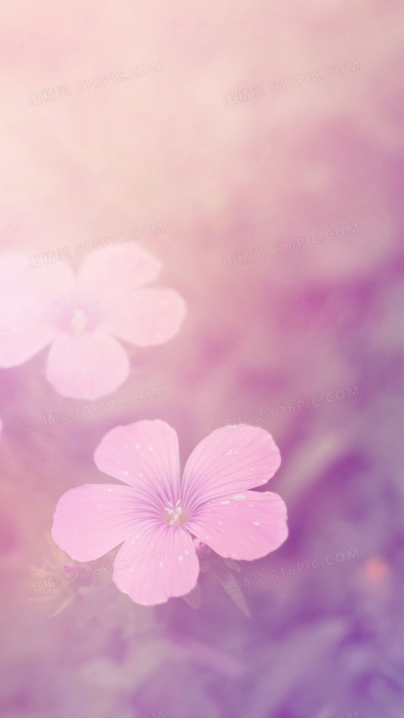 清晨露珠粉色小花H5背景素材