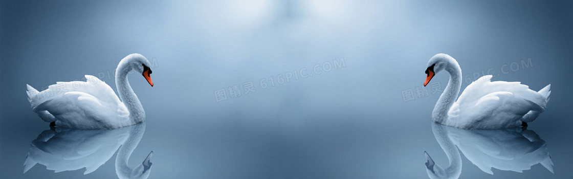 美丽白天鹅淘宝海报背景