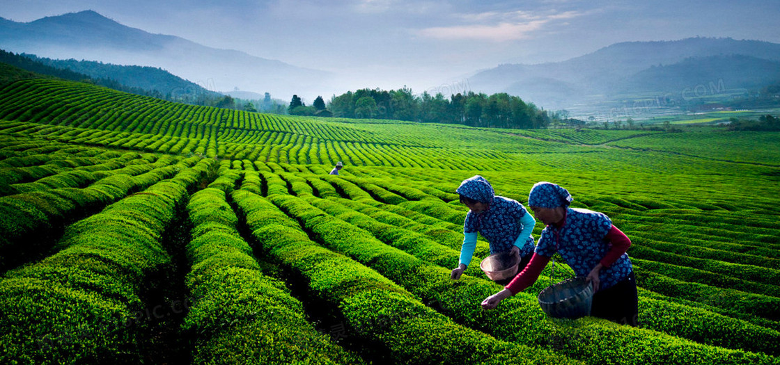 茶园背景图