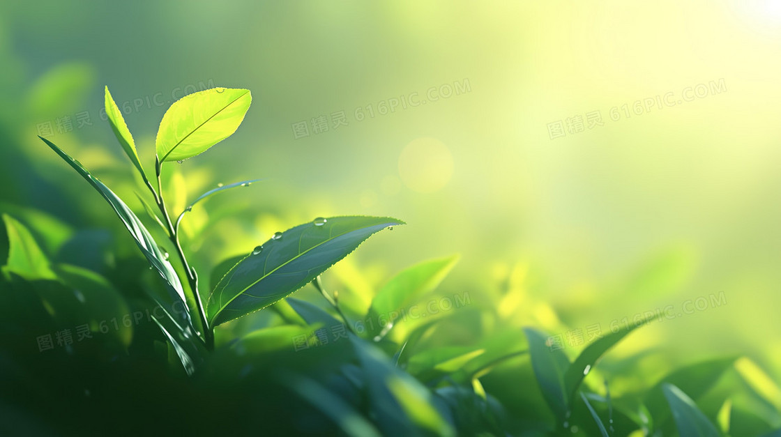 春季自然植物背景