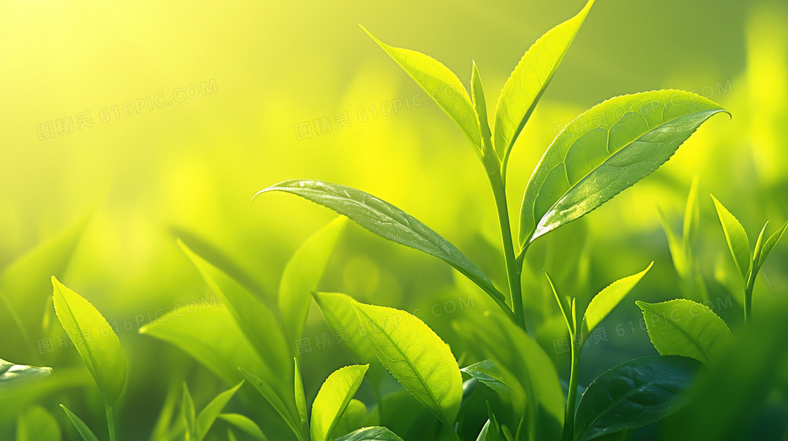 春季自然植物背景