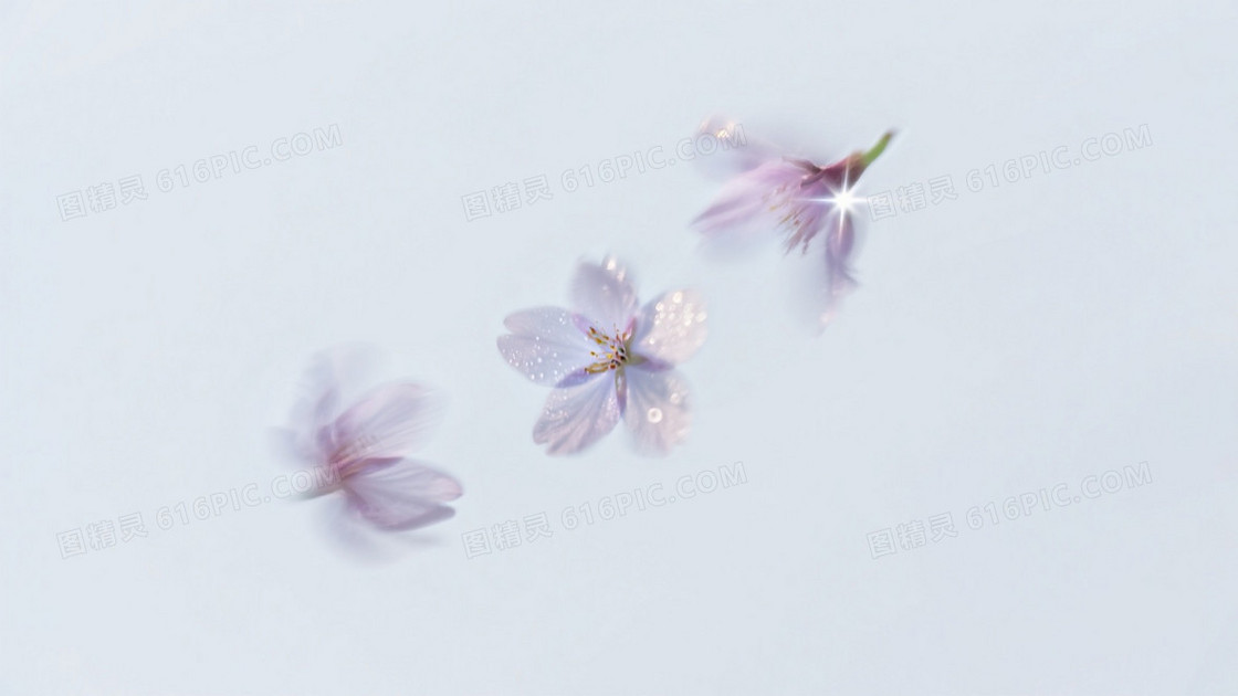 极简主义摄影作品三片樱花花瓣在素白背景中划出气流轨迹