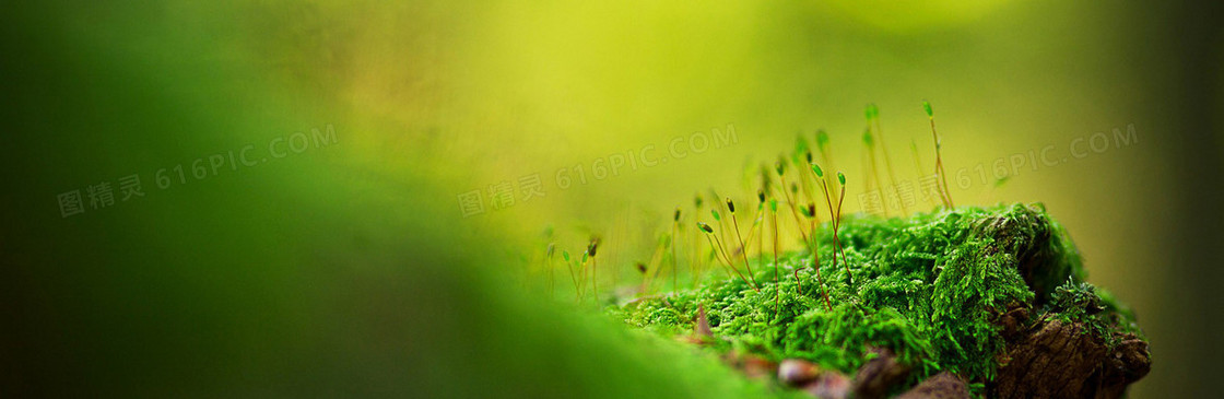 唯美叶子发芽banner背景