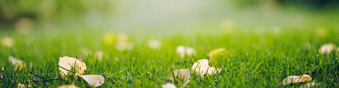 清新背景banner