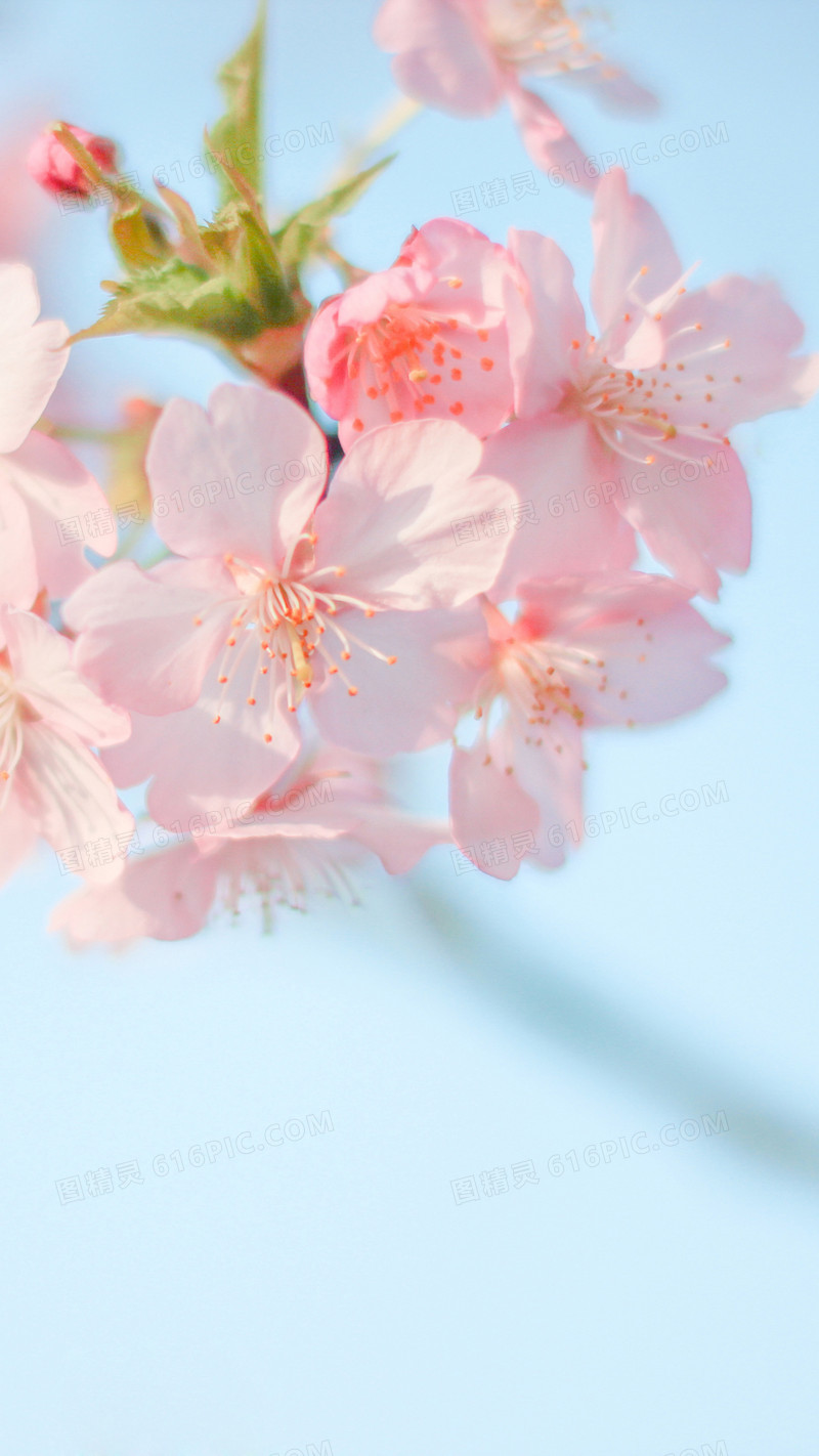 桃花花朵背景背景图片下载_1080x1920像素jpg格式_图