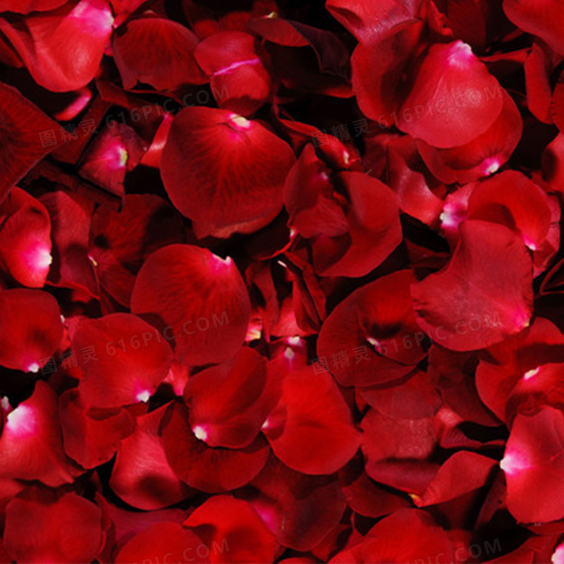 红色玫瑰花花瓣背景图