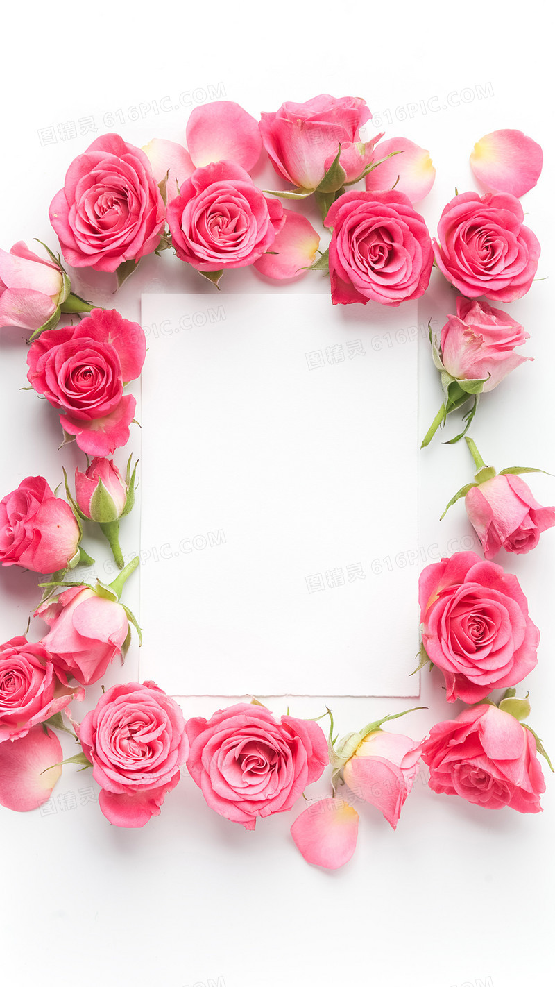 粉色玫瑰花花朵玫瑰花H5背景