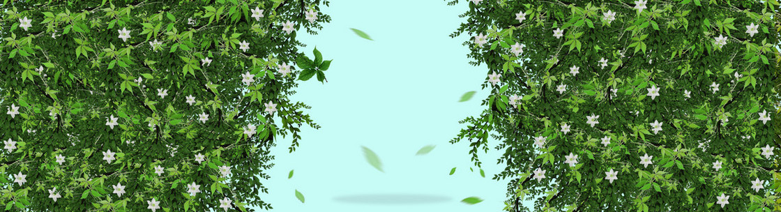 清新花草背景