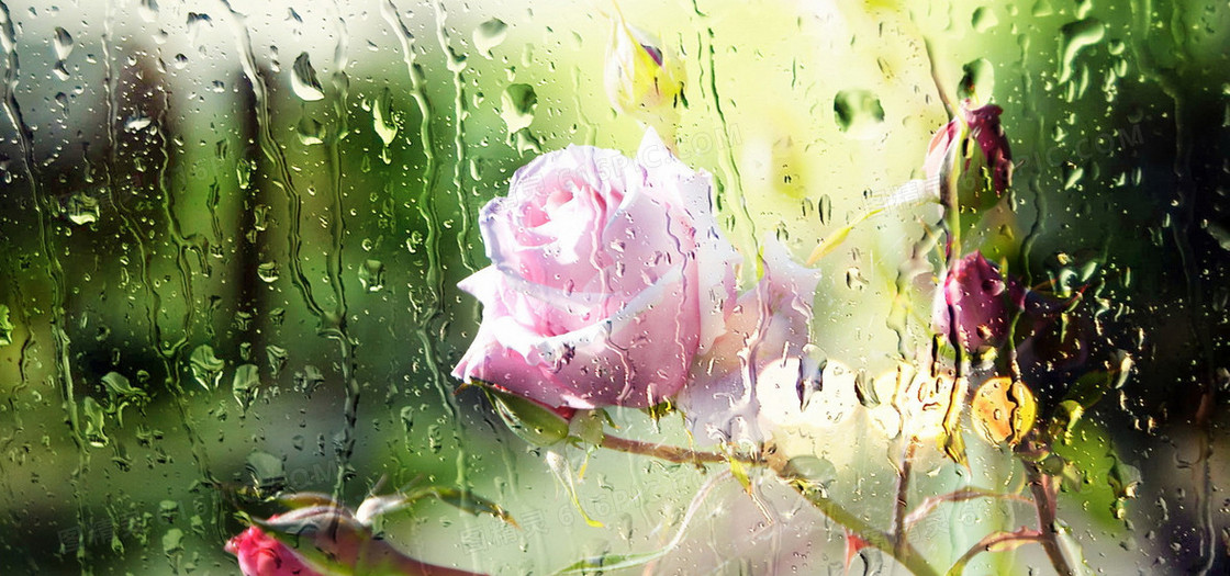 水珠玫瑰花朵背景