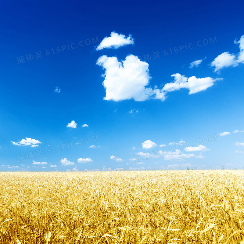 丰收小麦风景