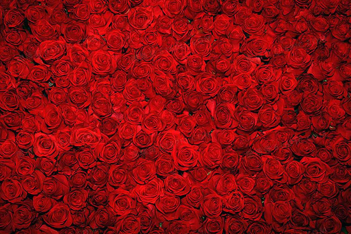 浪漫玫瑰背景背景图片下载_5246x3500像素jpg格式_vdj