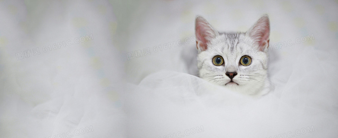 简约猫咪背景