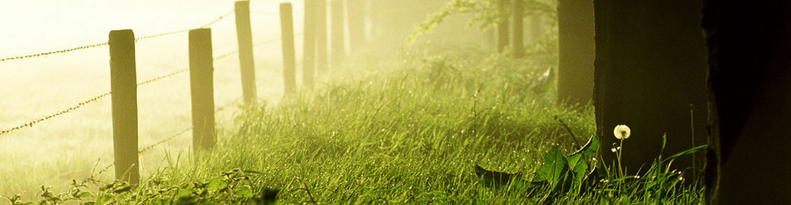 清新背景banner