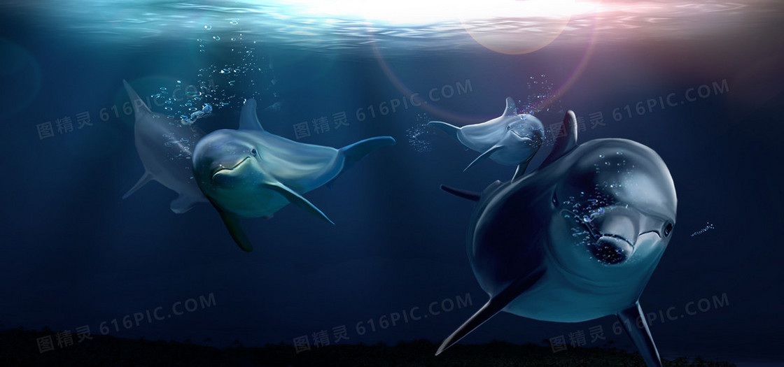 海豚背景海报
