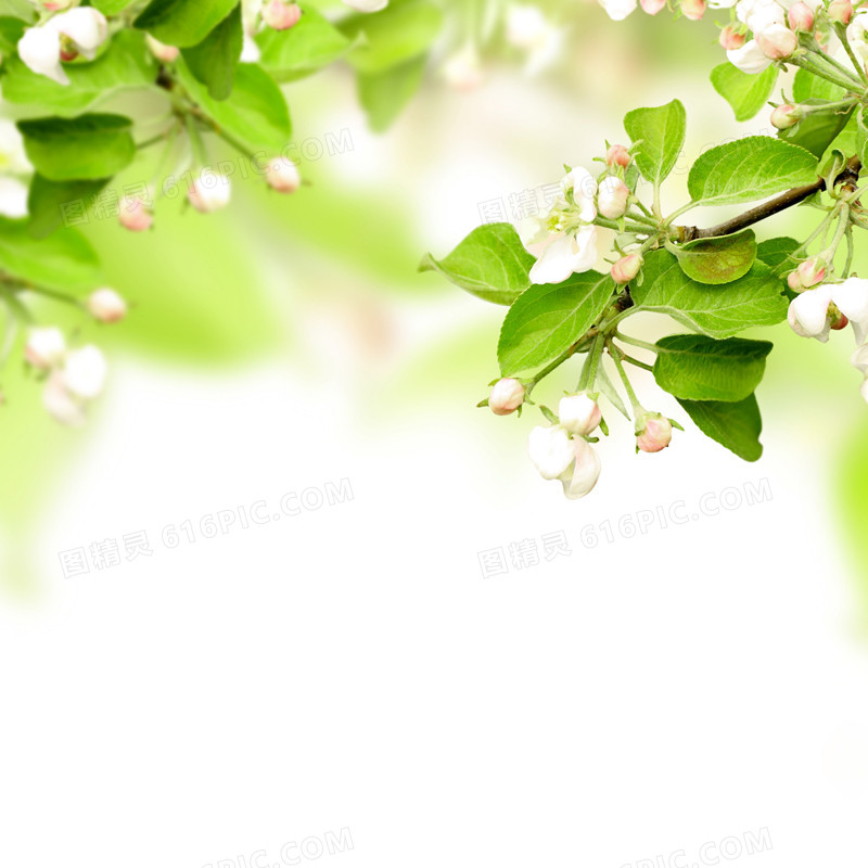 绿色植物素材
