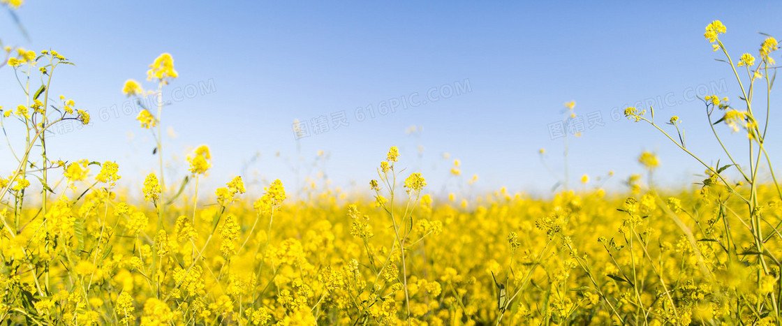 清新油菜花banner背景