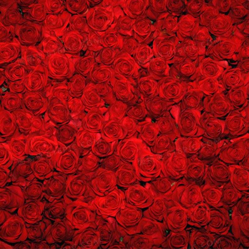 浪漫玫瑰花背景图
