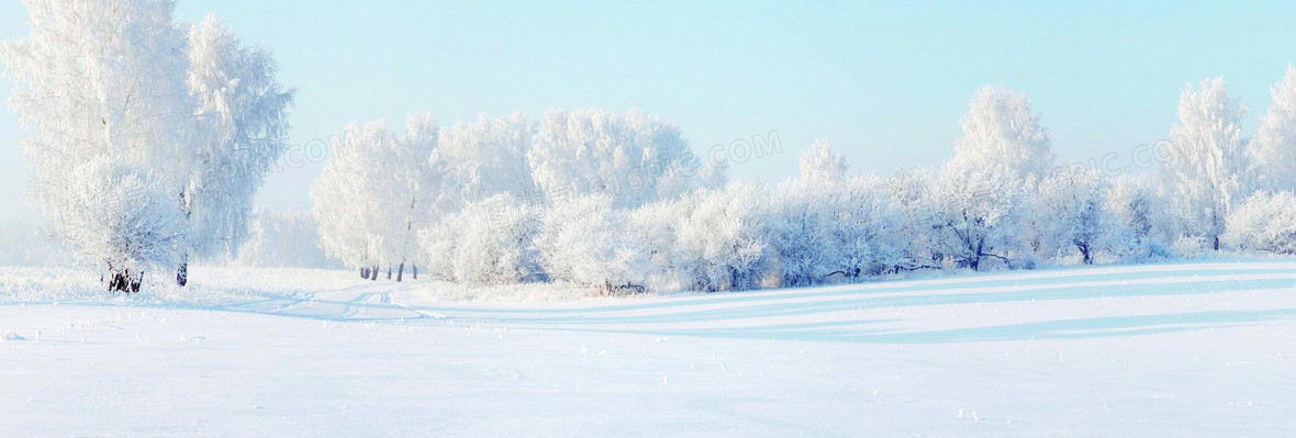 雪松背景图片下载_免费高清雪松背景设计素材_图精灵