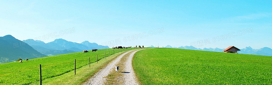 农场背景 马