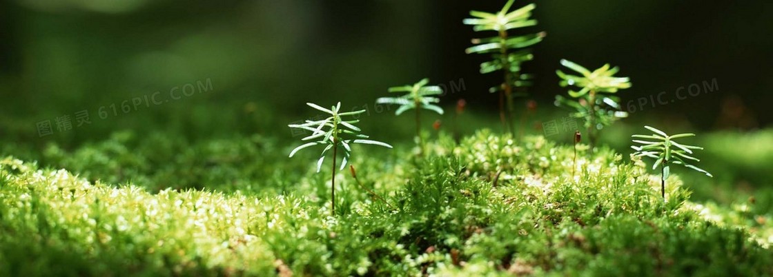 清新的绿芽特写背景