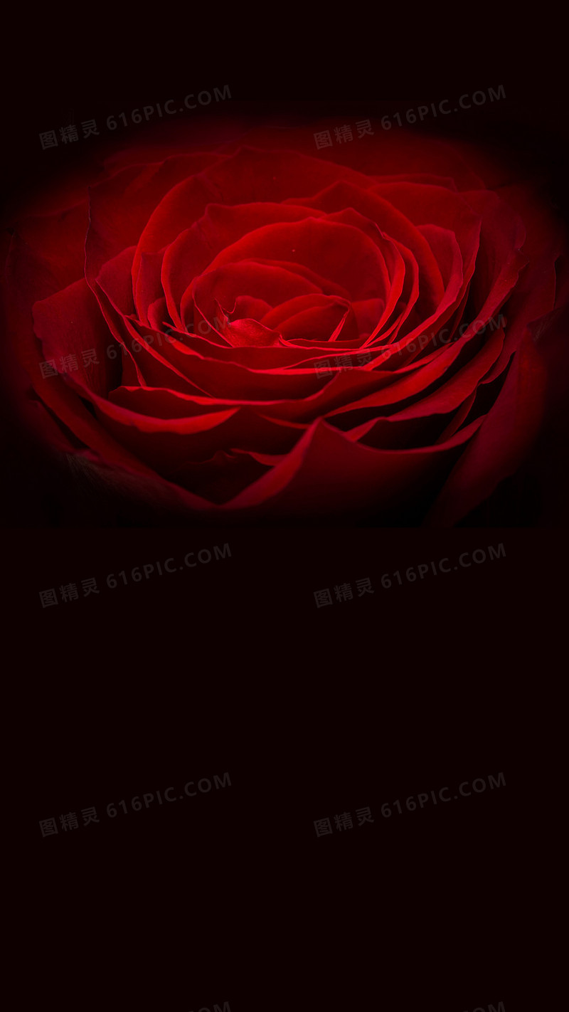 浪漫情人节红色玫瑰H5背景