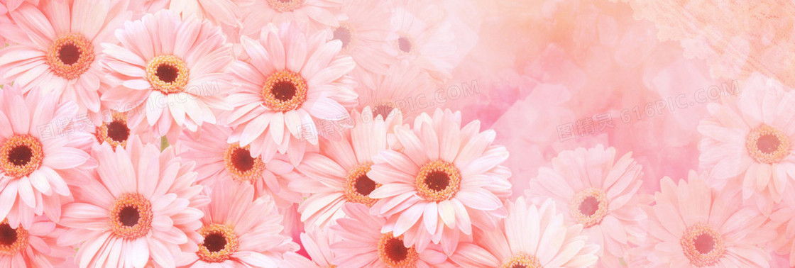唯美菊花浪漫banner壁纸