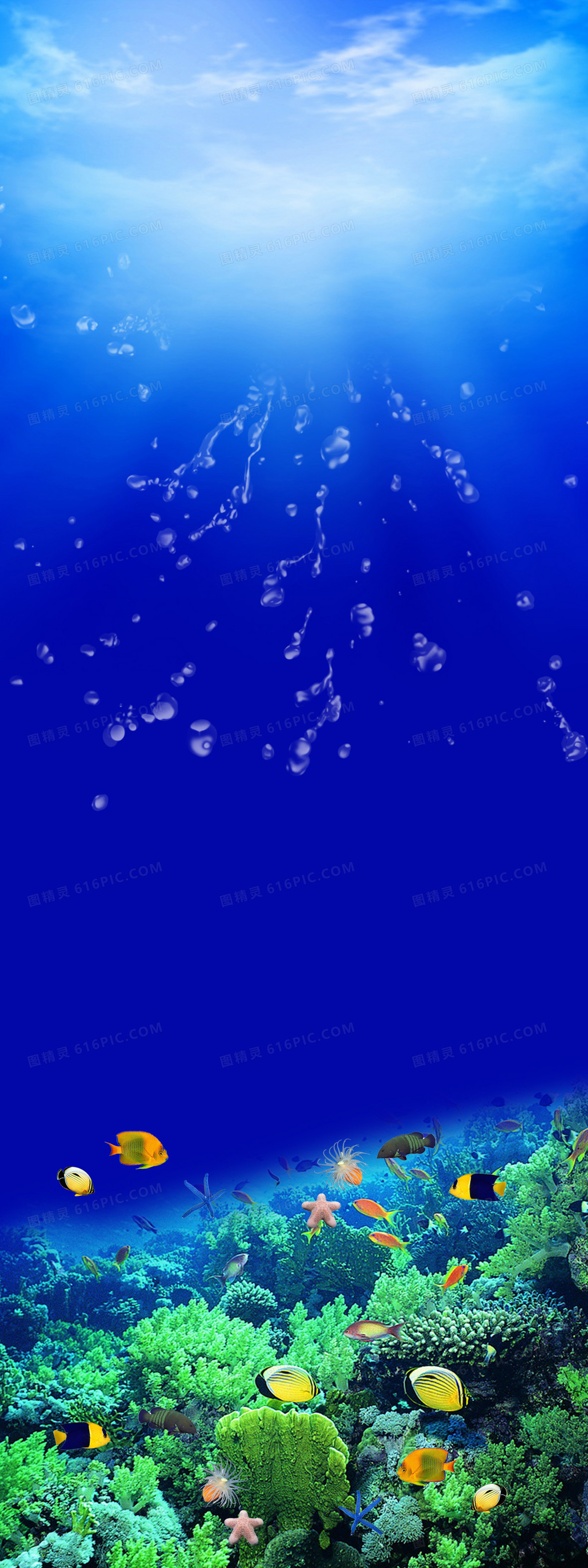 关键词:海底世界鱼珊瑚礁石海水阳光蓝色摄影风景图精灵为您提供海底