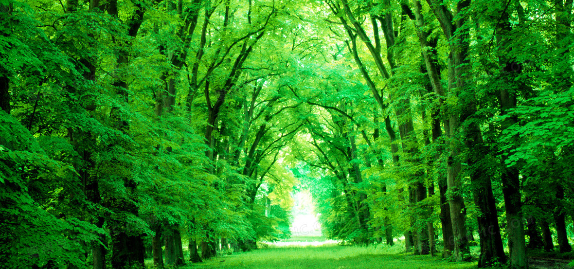 风景 图精灵为您提供森林树木图片免费下载,本背景图片为森林树木图片