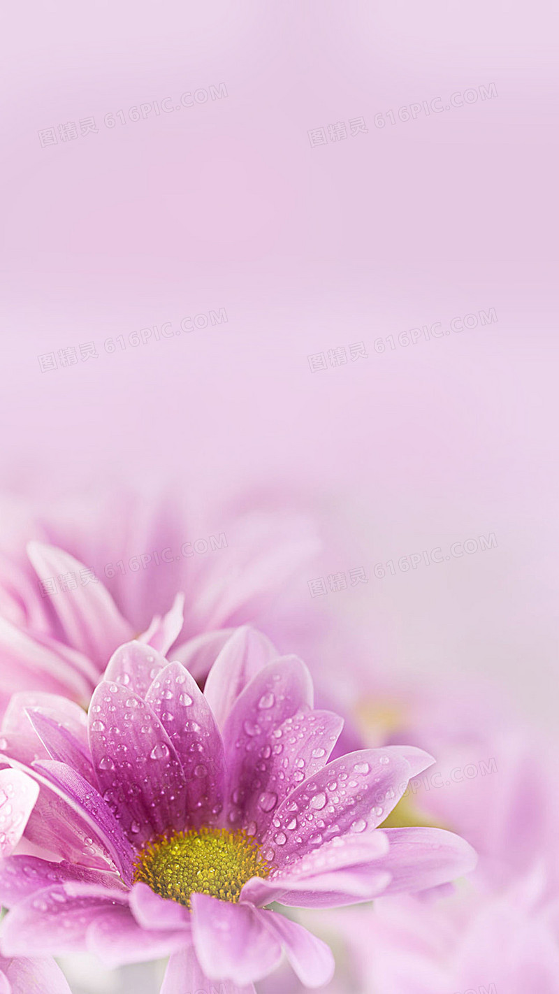 粉色梦幻花朵H5背景
