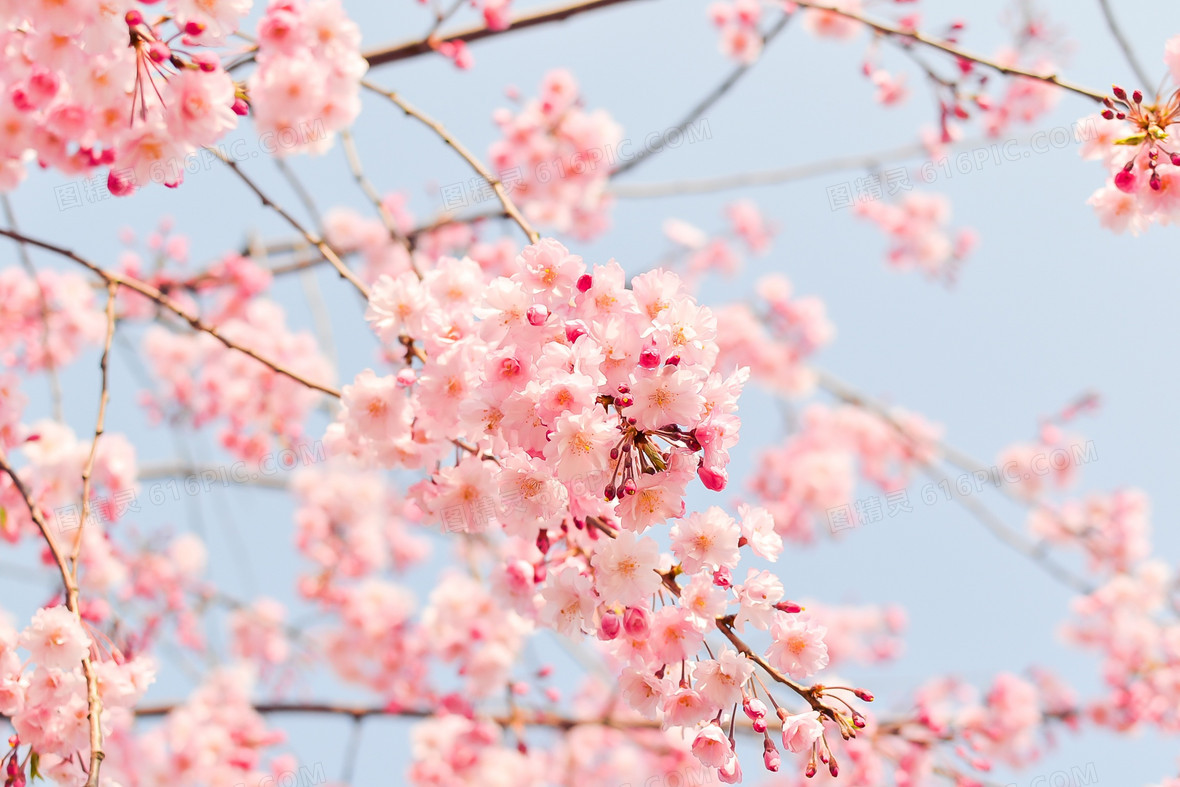 樱花树枝上的唯美樱花背景图片下载_2304x1536像素jpg