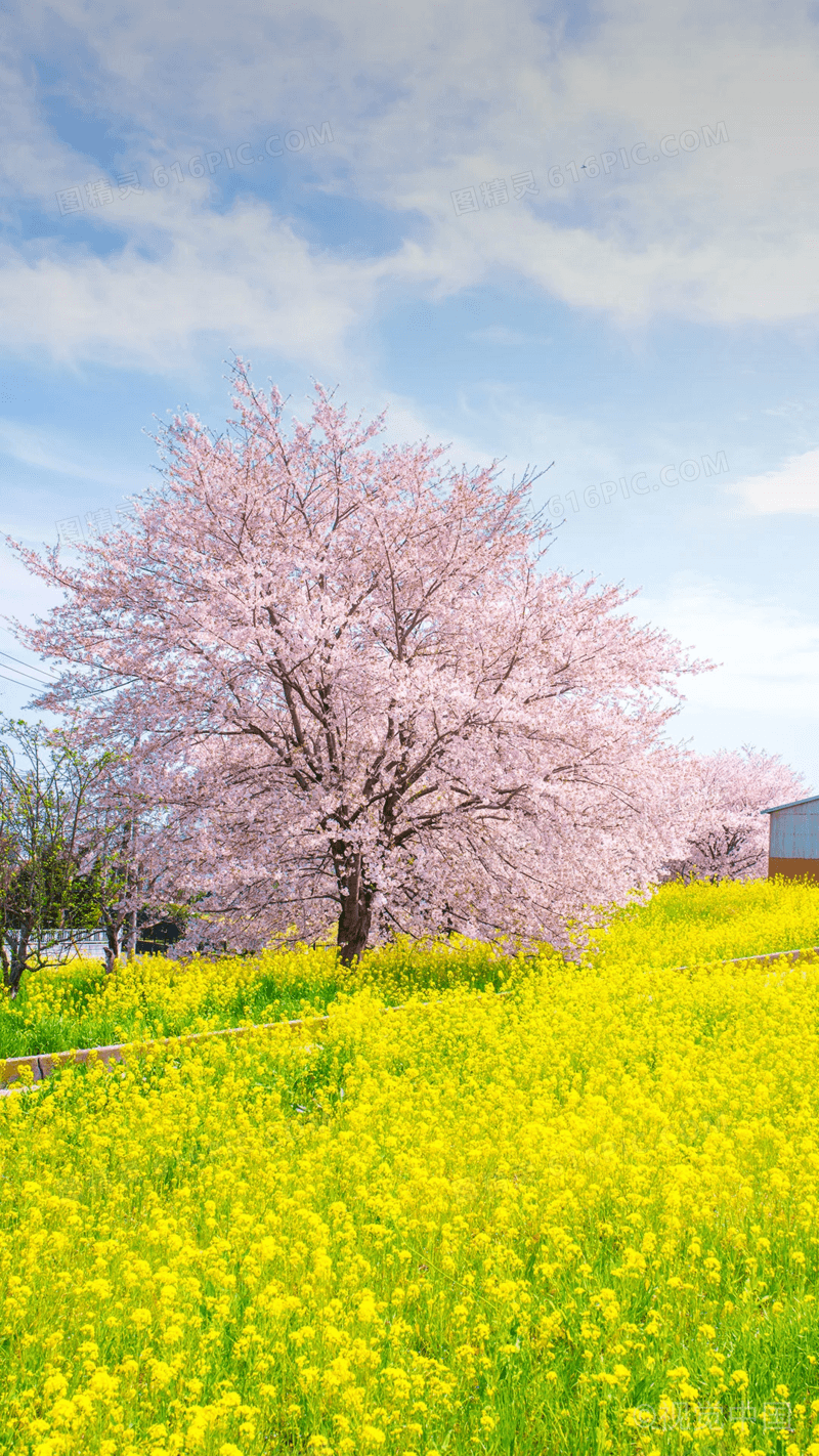 油菜花背景