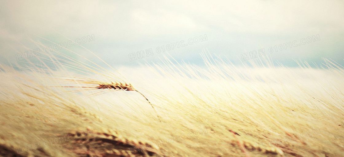 风景蓝天白云黄色小麦背景