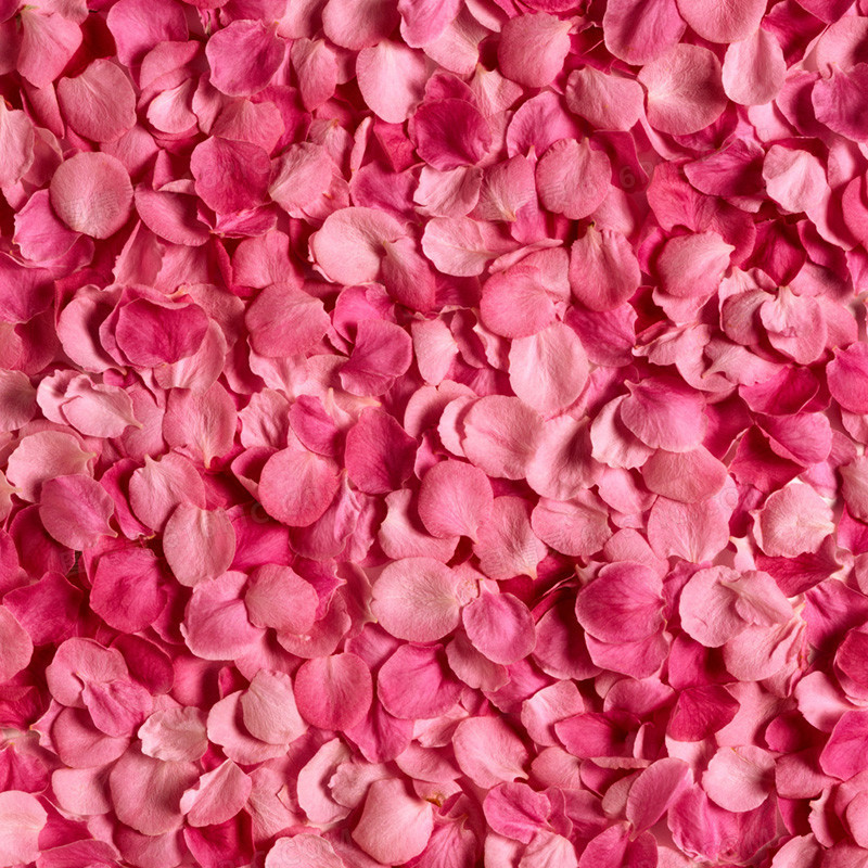 粉红色玫瑰花瓣背景