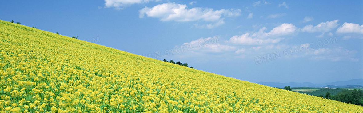 油菜花主题背景