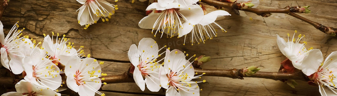 花卉 鲜花 清闲 植物 樱花 美丽 浪漫 梦幻  春天