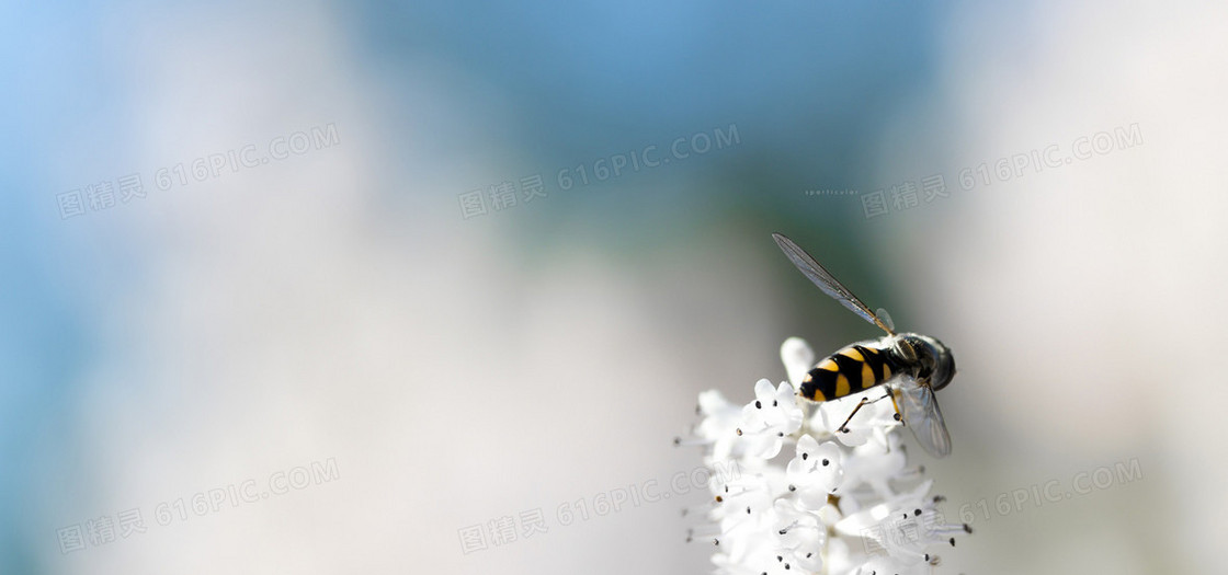 蜜蜂摄影背景