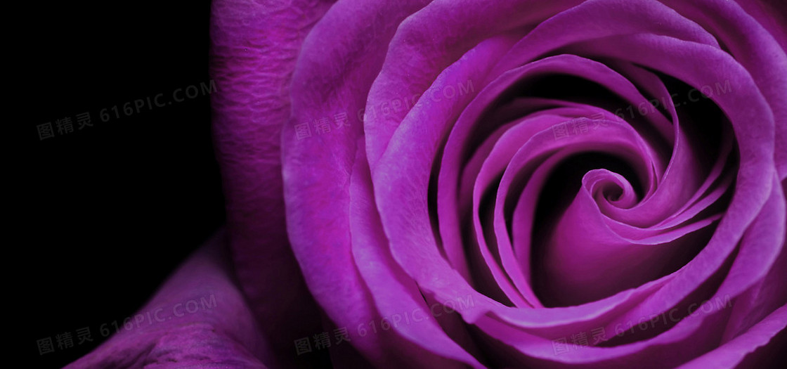 浪漫紫色玫瑰图片