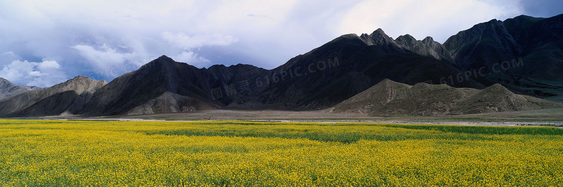 高山小黄花摄影素材背景