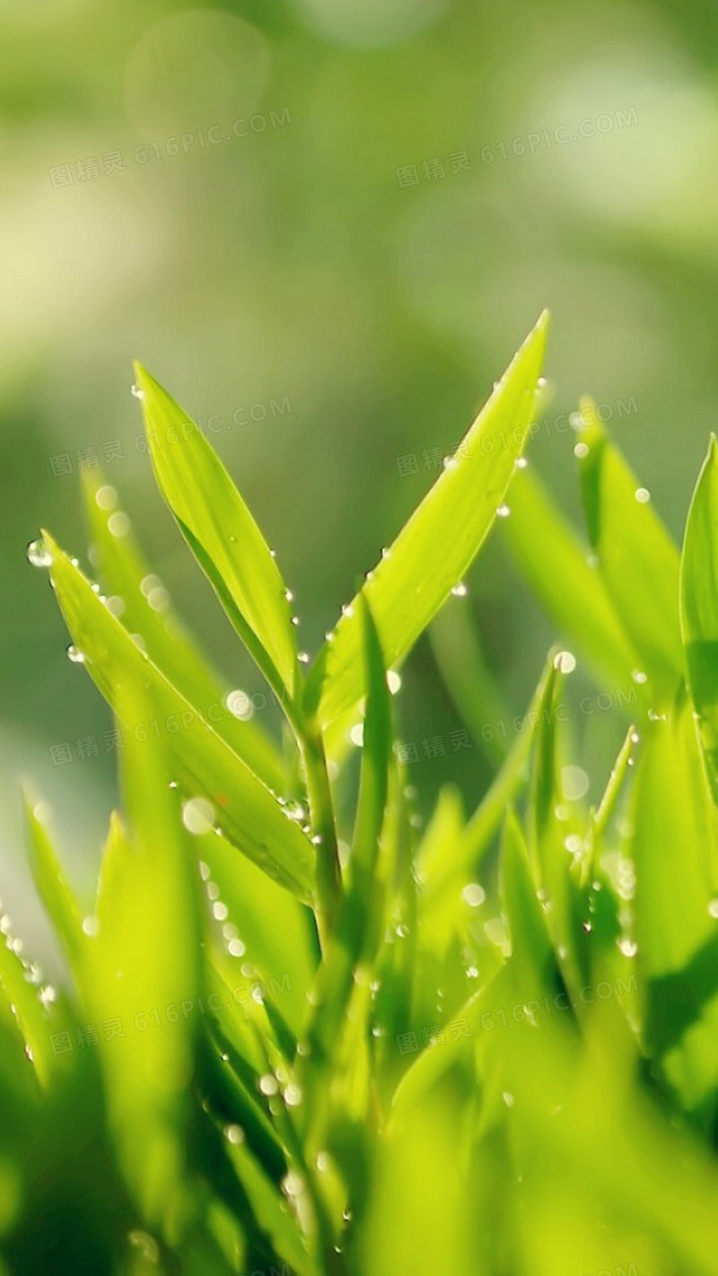 小清新雨后水珠H5背景