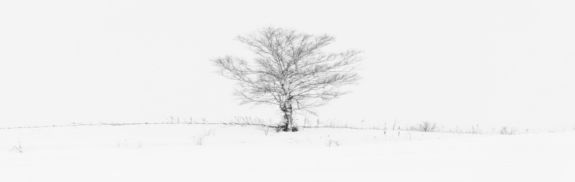 简约素描白雪枯树背景