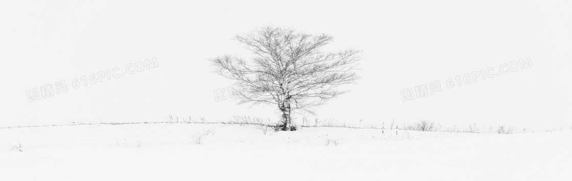 简约素描白雪枯树背景