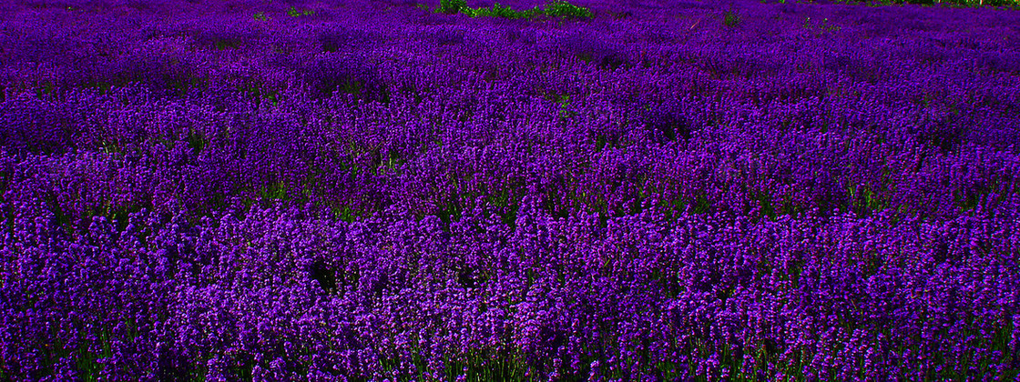 薰衣草背景