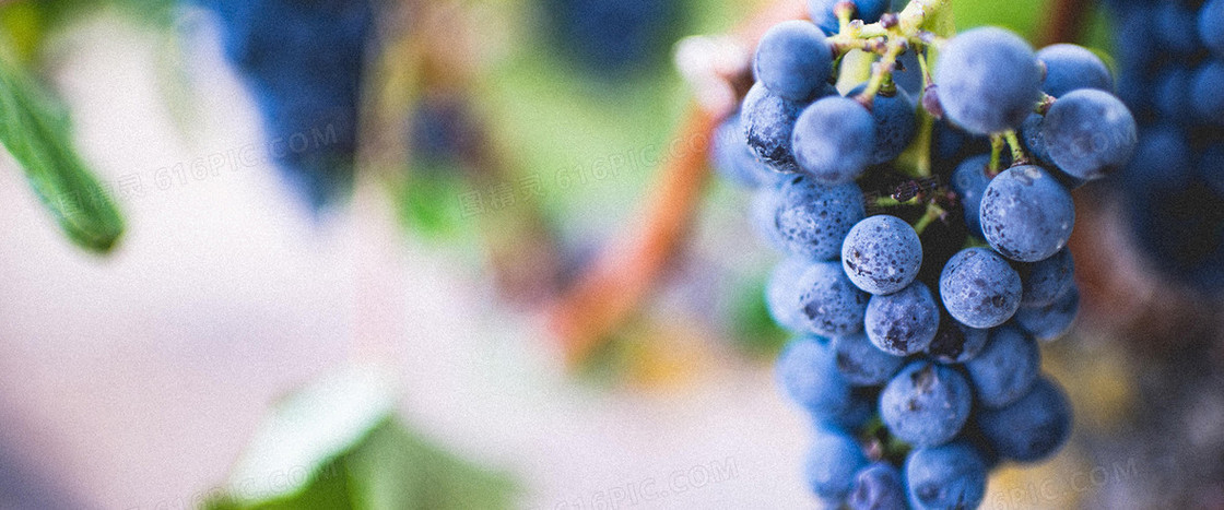 淘宝葡萄酒banner背景