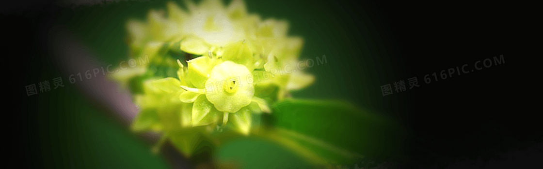 枣花蜂蜜海报背景
