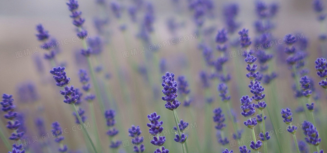 薰衣草背景