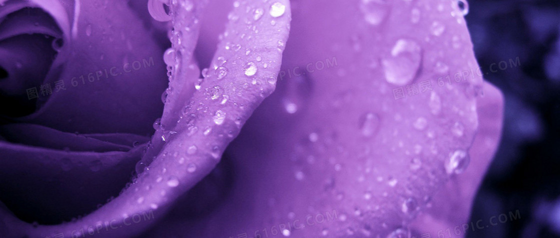 紫色玫瑰花清新简约背景图