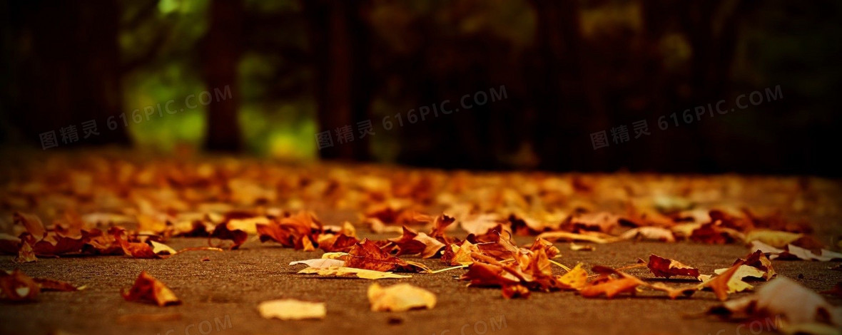 秋季落叶背景图片下载_免费高清秋季落叶背景设计素材_图精灵